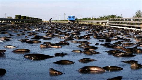 chuva de peixes de yoro